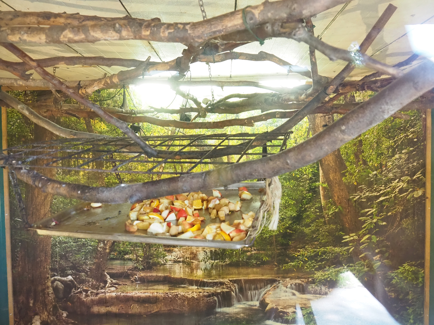 Indian flying fox exhibit, 2023-06-24