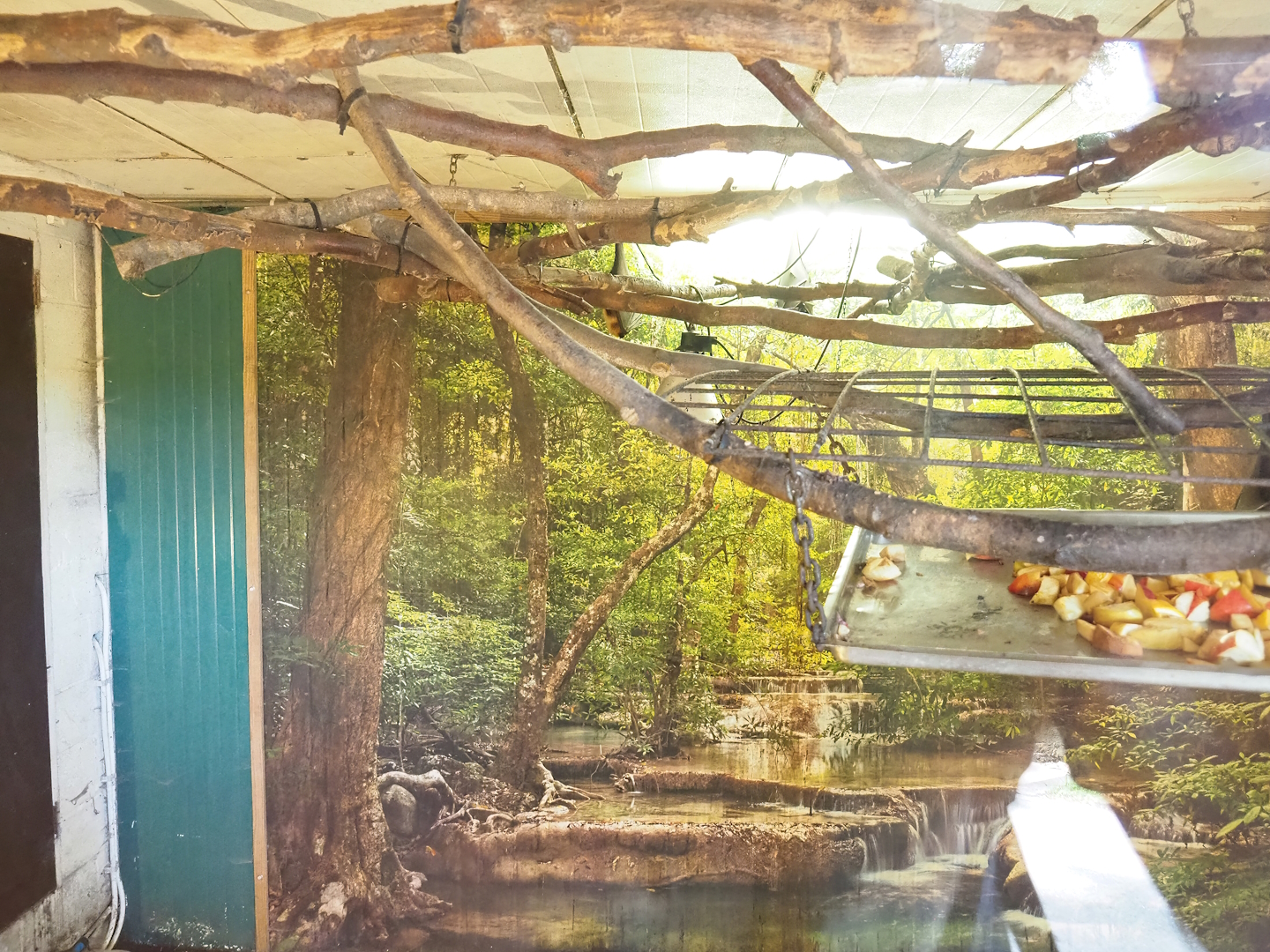 Indian flying fox exhibit, 2023-06-24