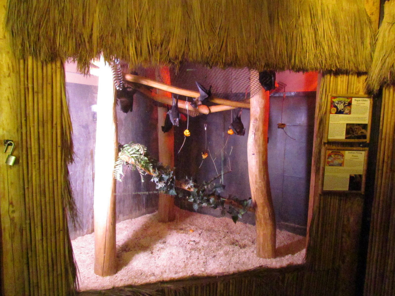 Indian Flying Fox Exhibit