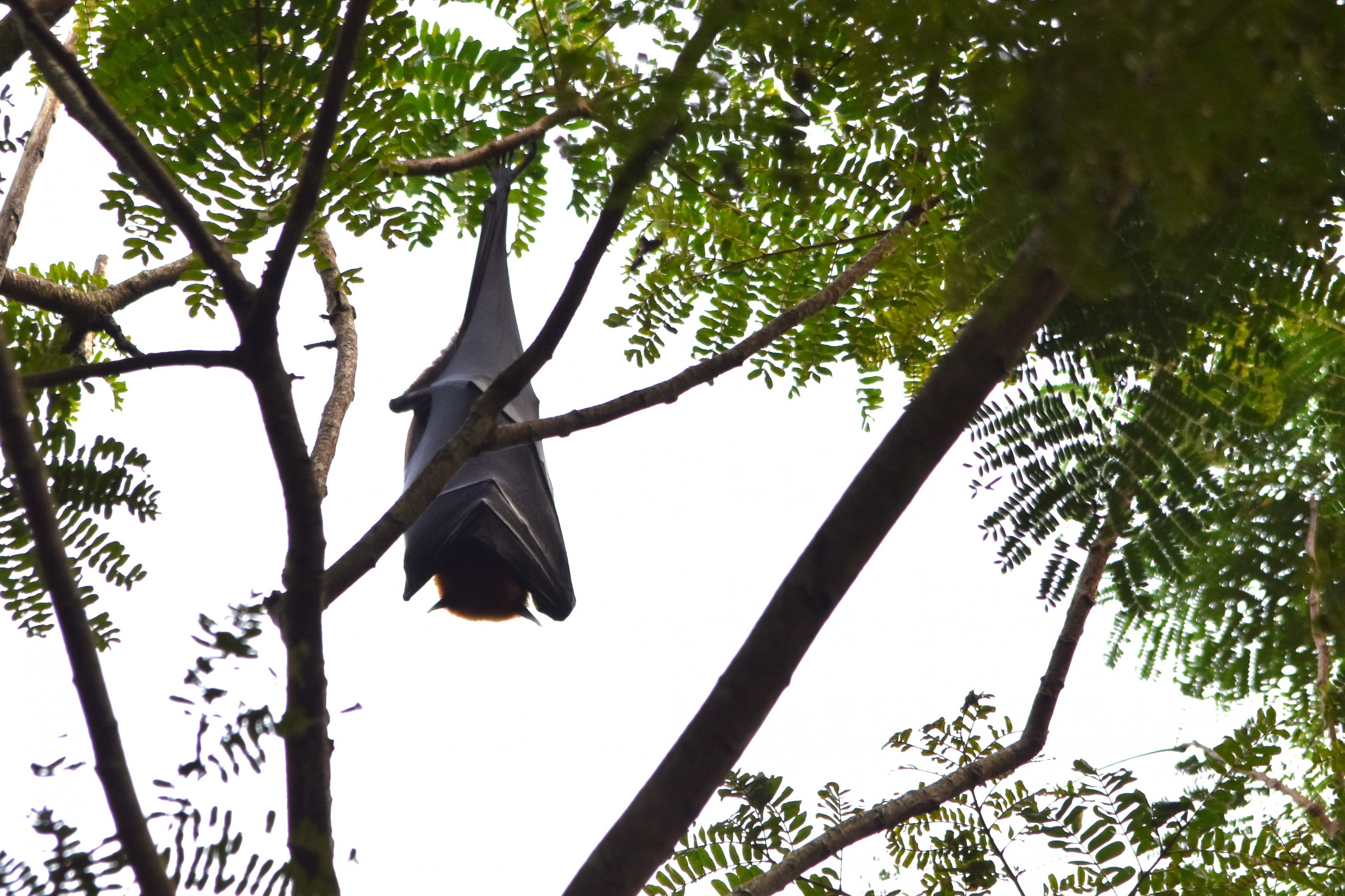 Indian Flying Fox, Kabini River Lodge, 18th November 2024