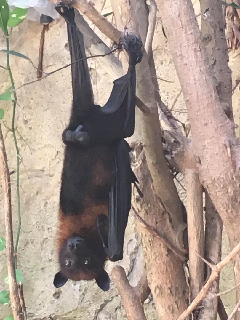 Indian Flying fox- Nagasaki Bio Park