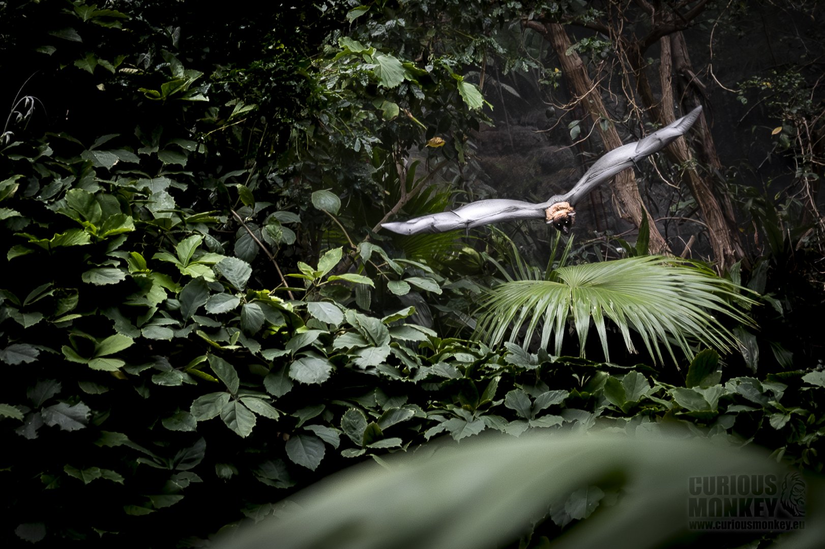 Indian Flying Fox (pteropus giganteus) 08/20