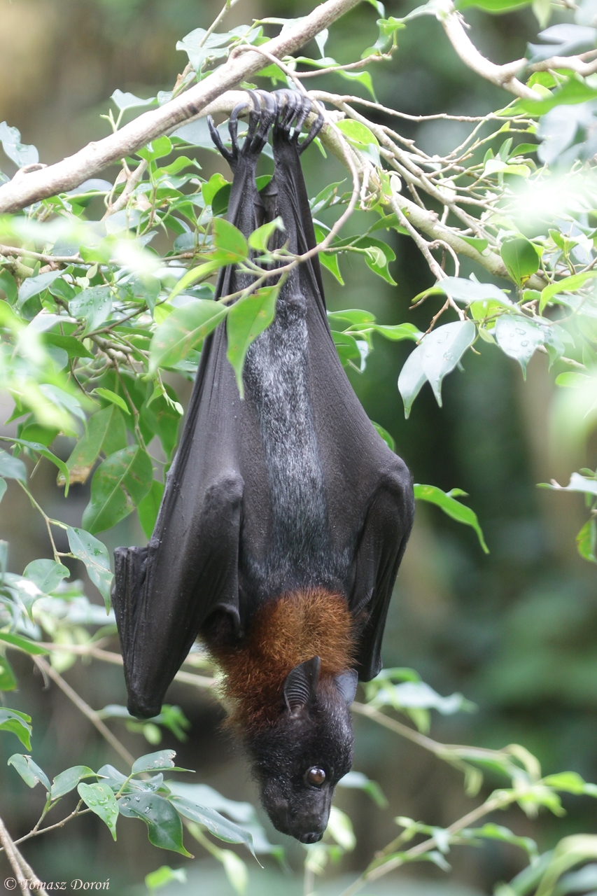 Indian flying fox (Pteropus giganteus)