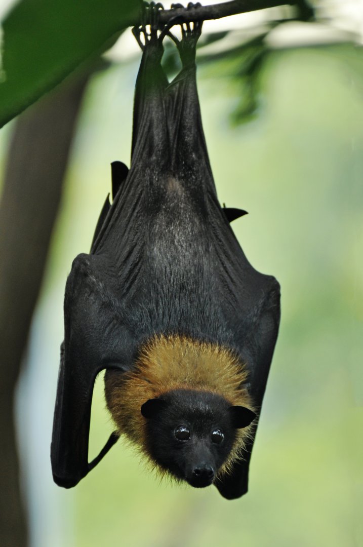 Indian flying fox (Pteropus giganteus)