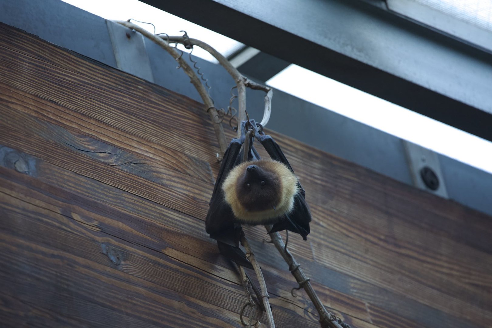 Indian flying fox/ Pteropus giganteus