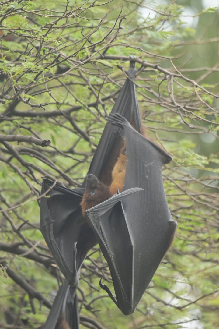 Indian flying-fox Pteropus indicus