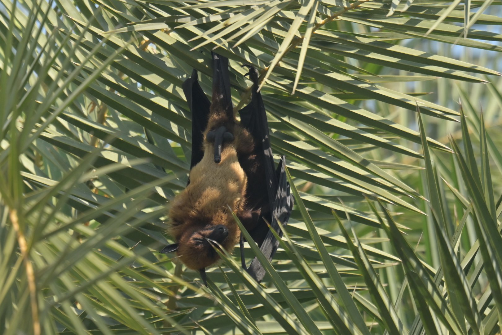 Indian flying-fox Pteropus indicus