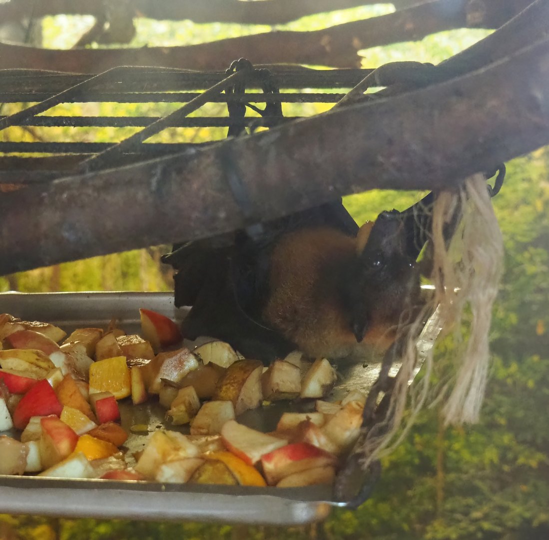 Indian flying fox (Pteropus medius), 2023-06-24