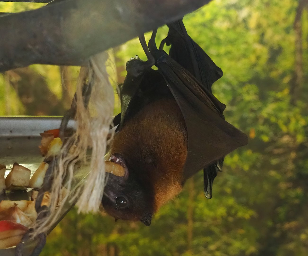 Indian flying fox (Pteropus medius), 2023-06-24