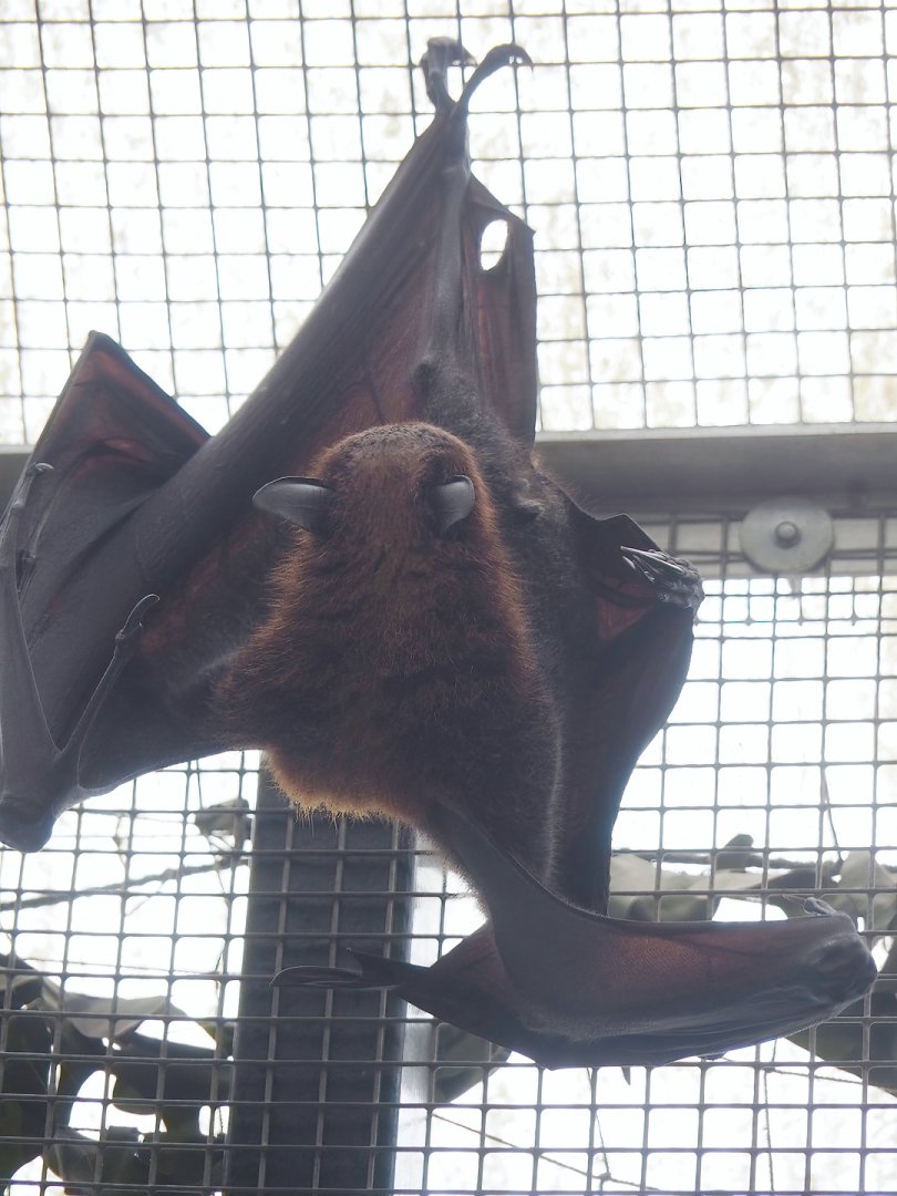 Indian flying fox (Pteropus medius), 2023-10-13
