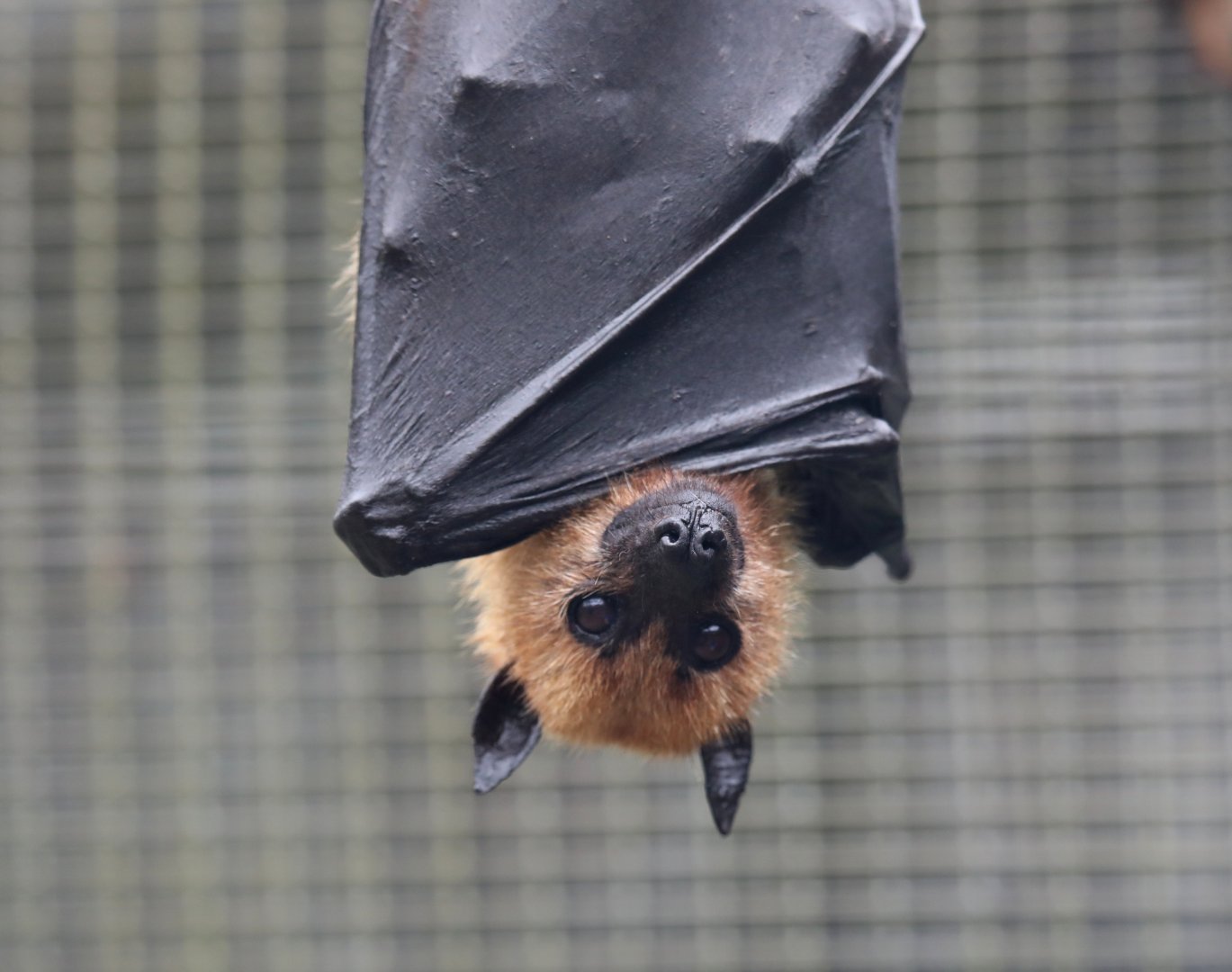 Indian flying fox (Pteropus medius)