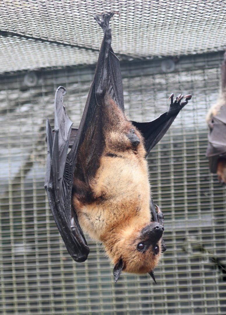 Indian flying fox (Pteropus medius)