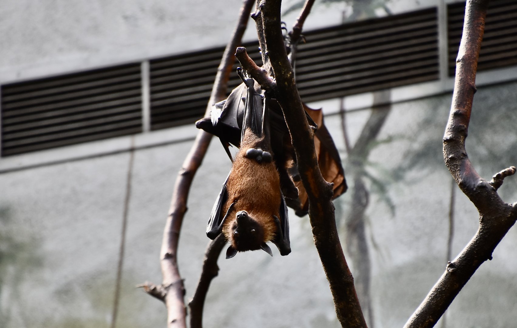 Indian Flying Fox (Pteropus medius)