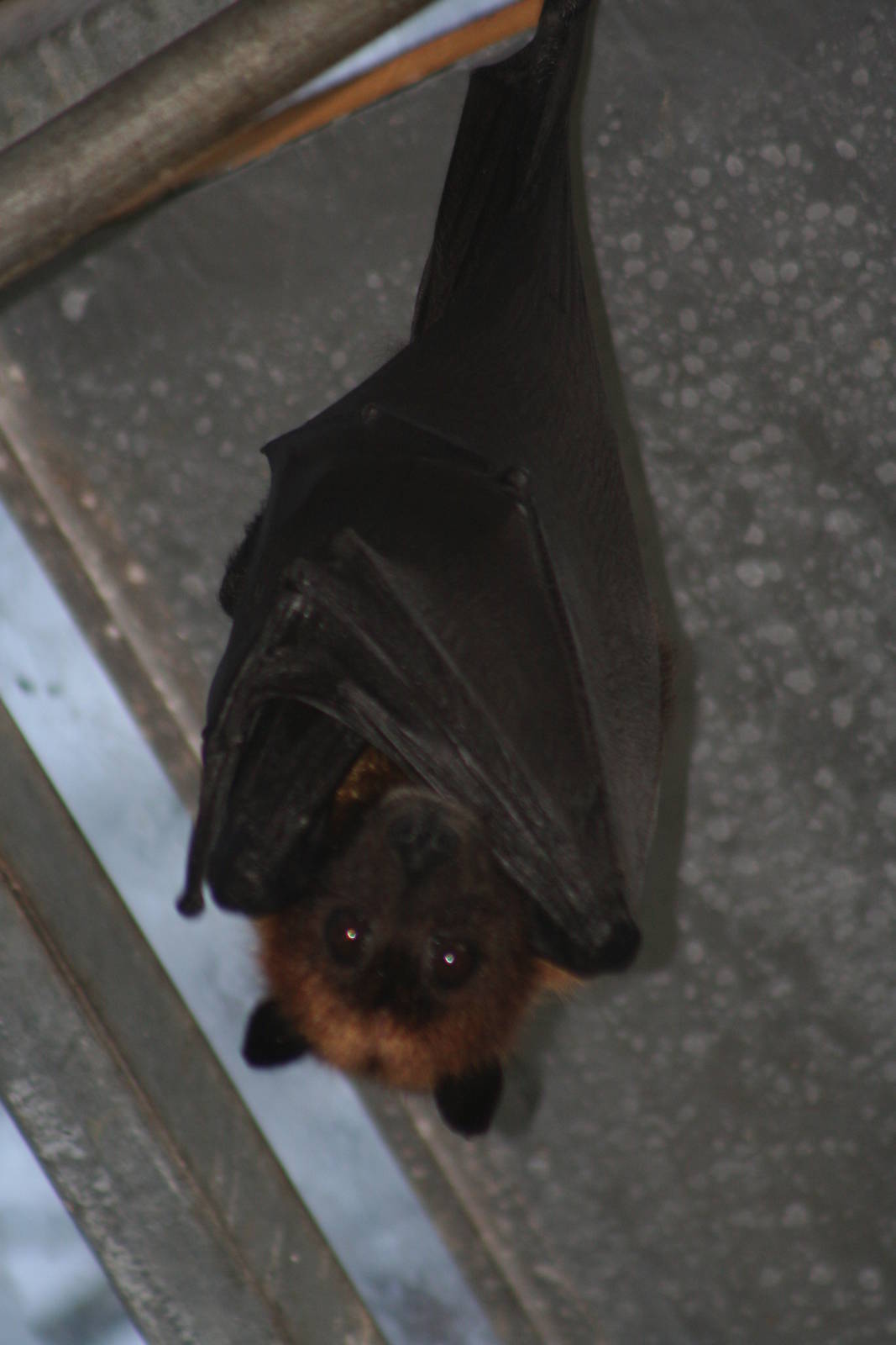 Indian flying fox