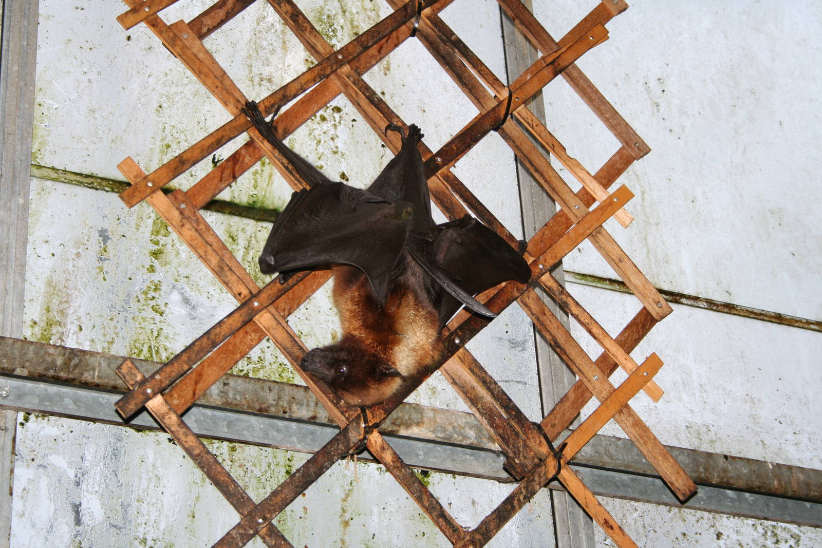 Indian flying fox