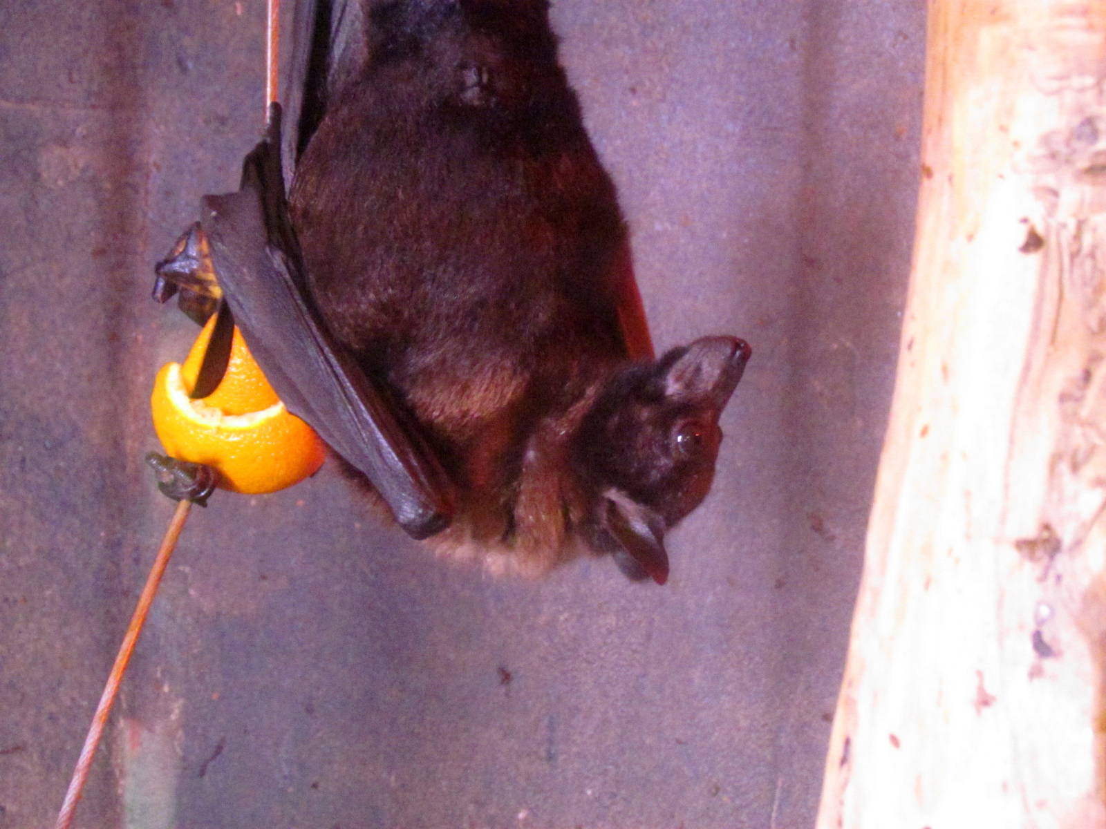 Indian Flying Fox