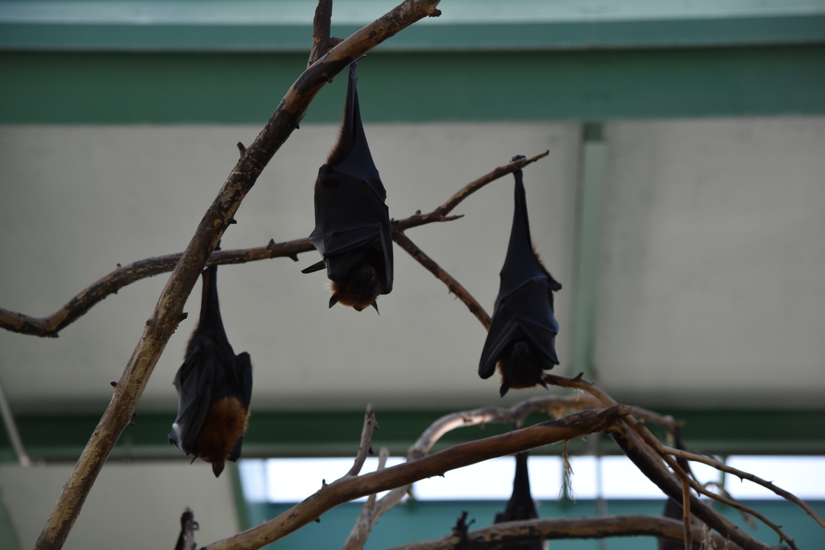 Indian flying fox