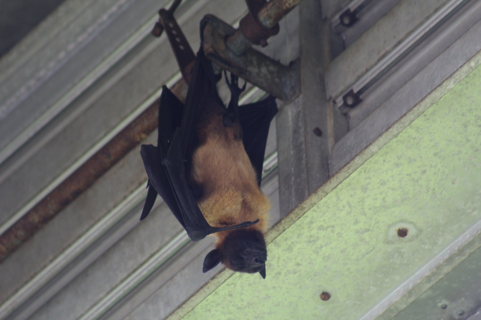 Indian Flying Fox