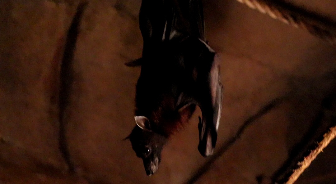Indian Flying Fox