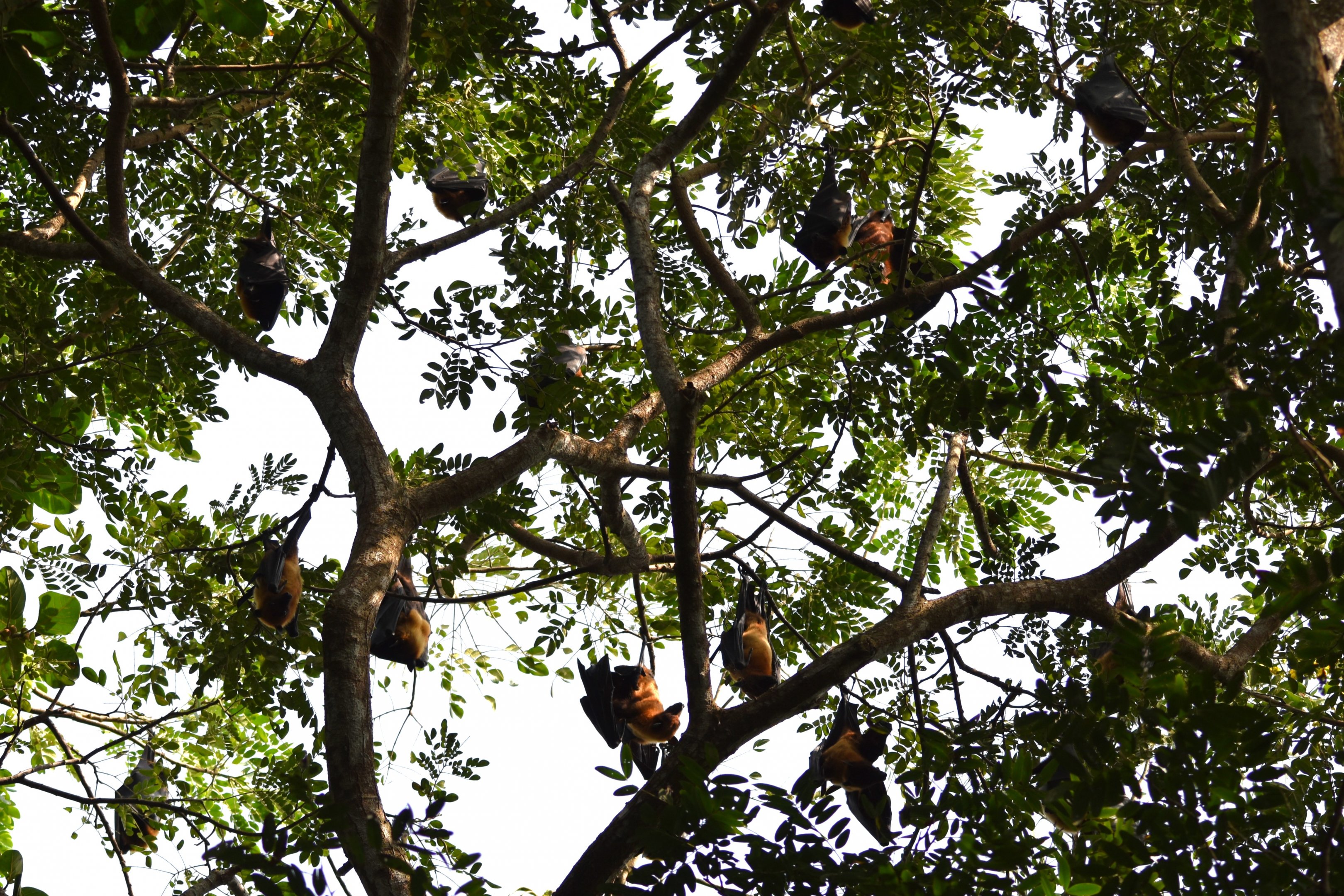 Indian Flying Foxes, Kabini River Lodge, 18th November 2024