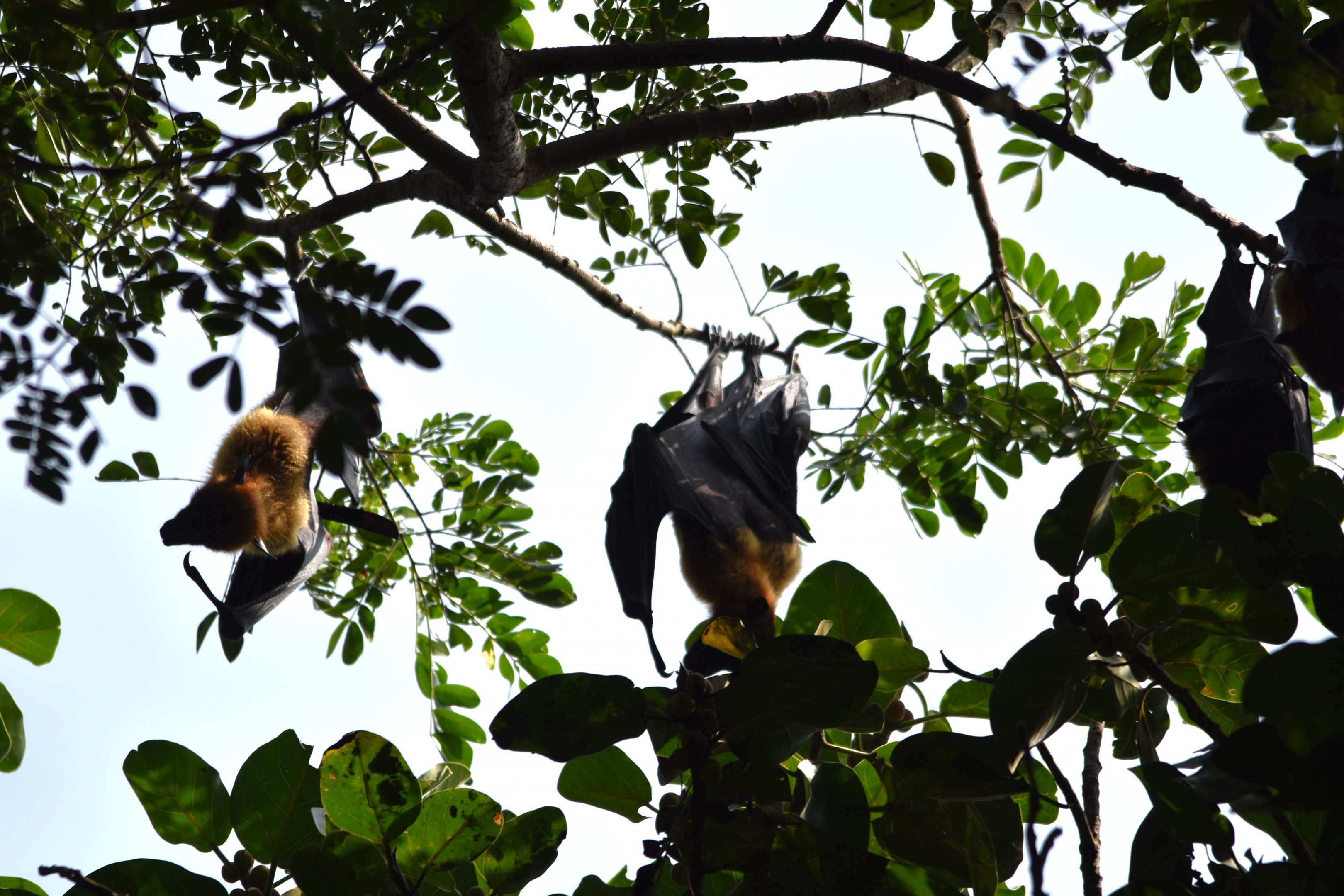 Indian Flying Foxes, Kabini River Lodge, 19th November 2024