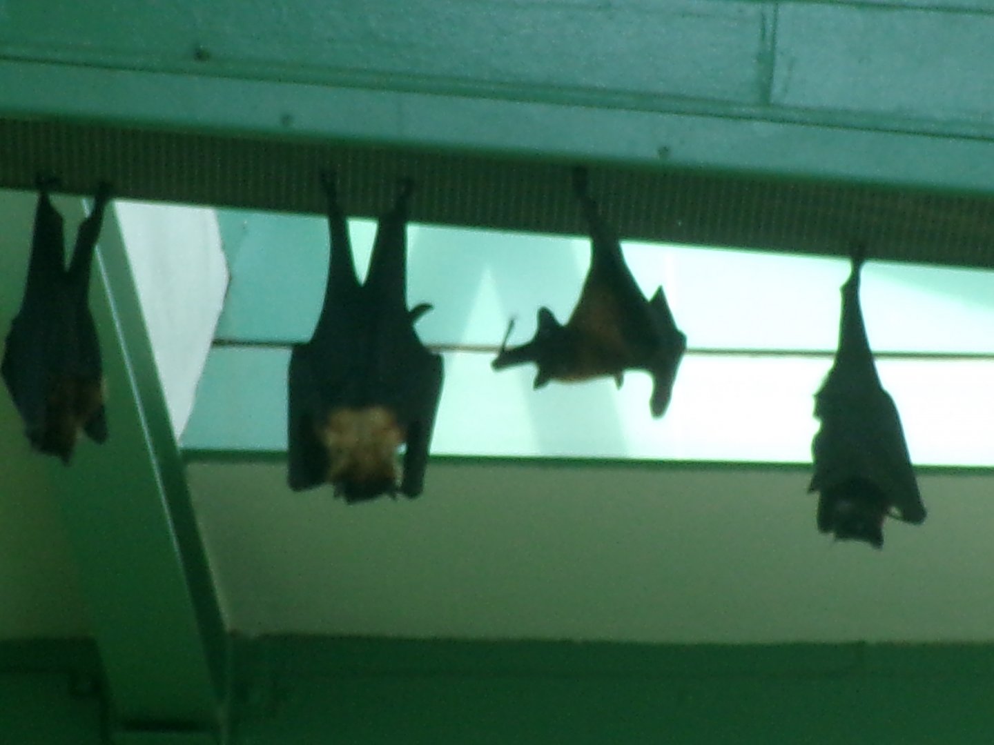 Indian flying foxes