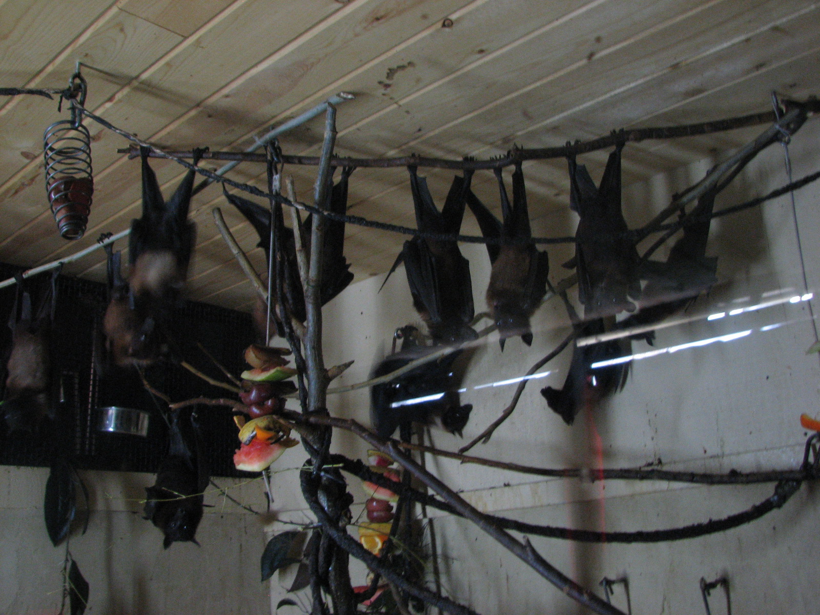 Indian Flying Foxes