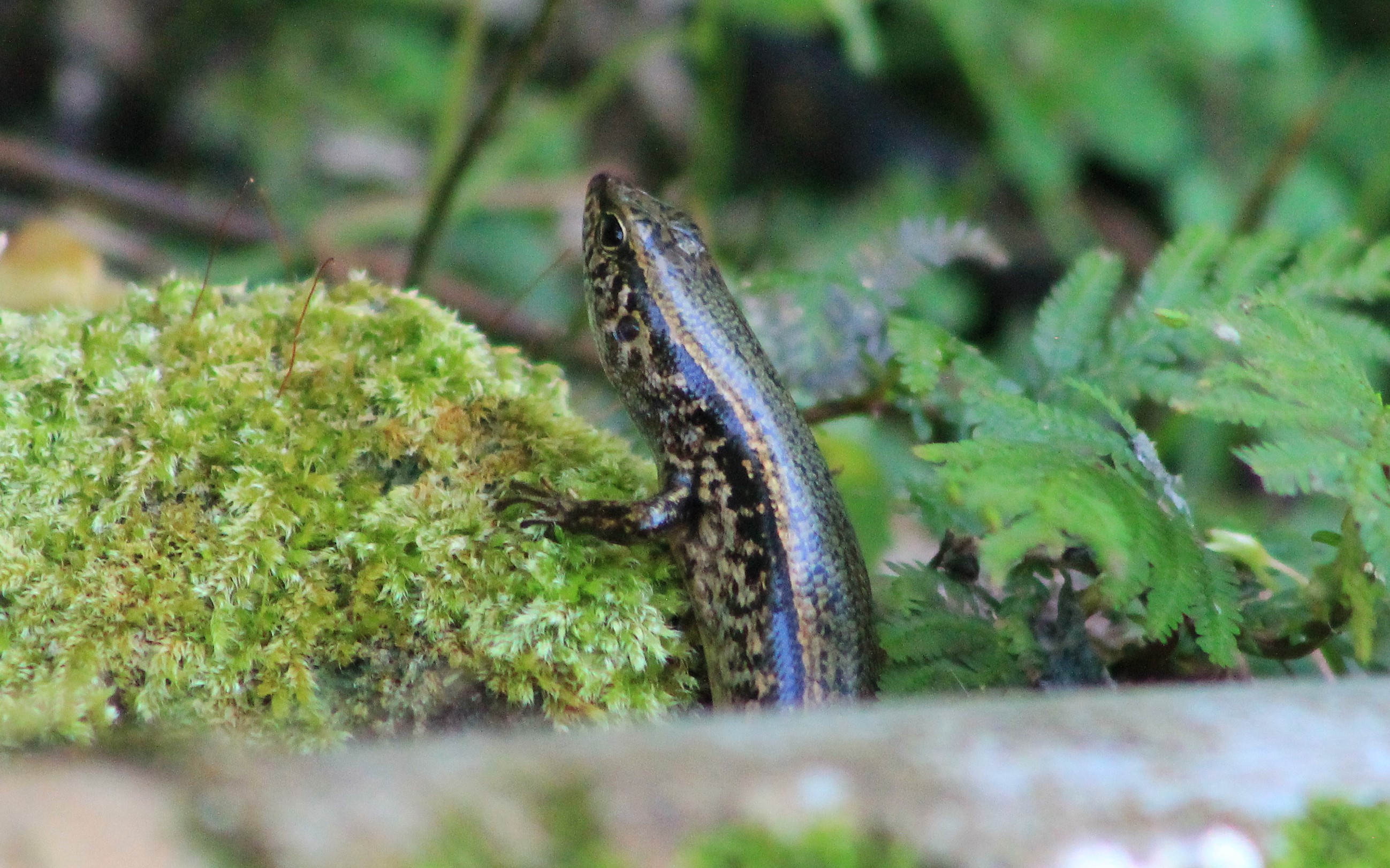 Indian Forest Skink (Sphenomorphus indicus)