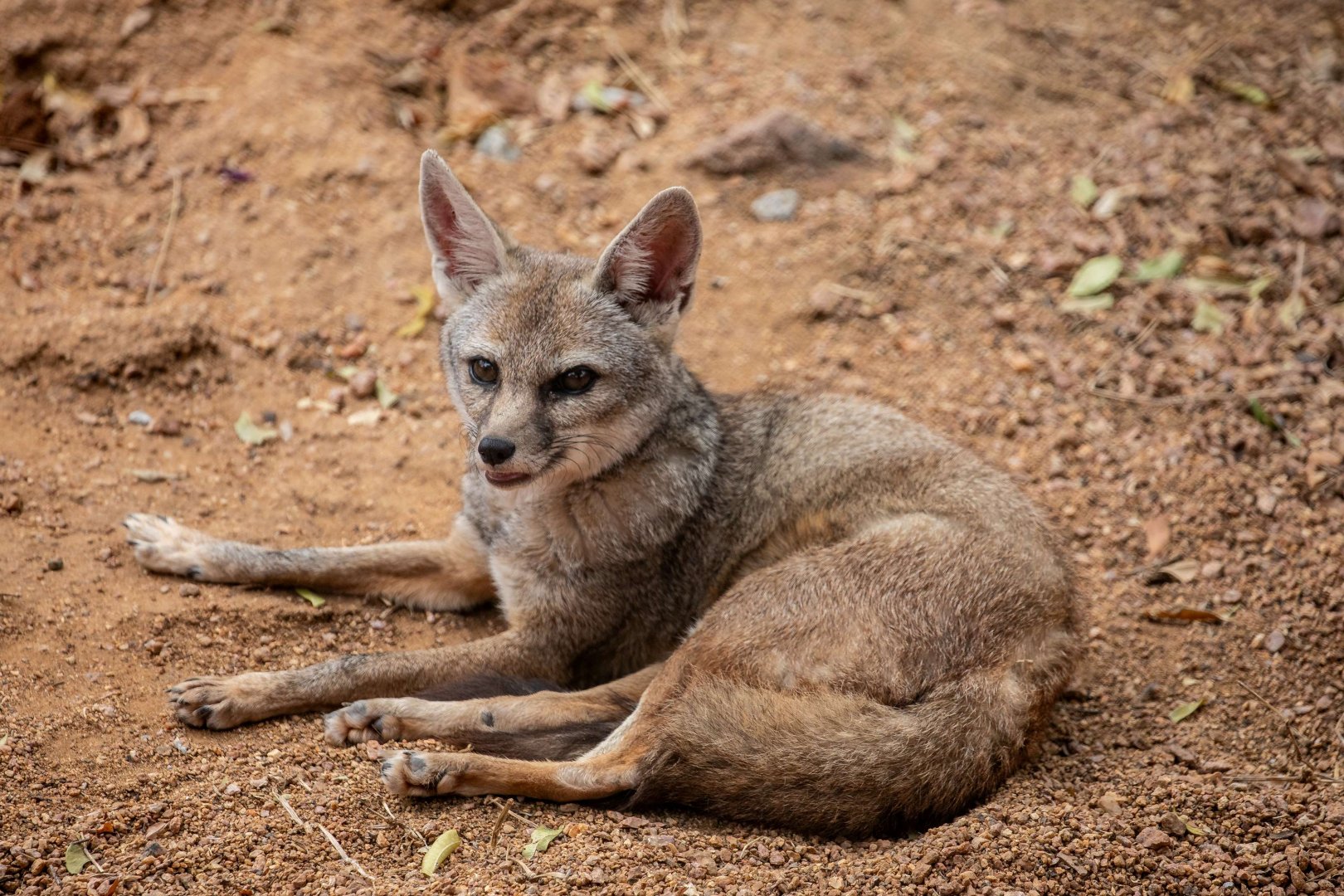 Indian Fox (Vulpes bengalensis)