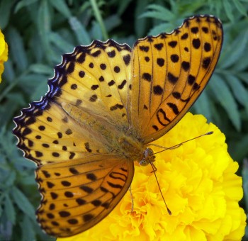 Indian Fritillary (Argynnis hyperbius)