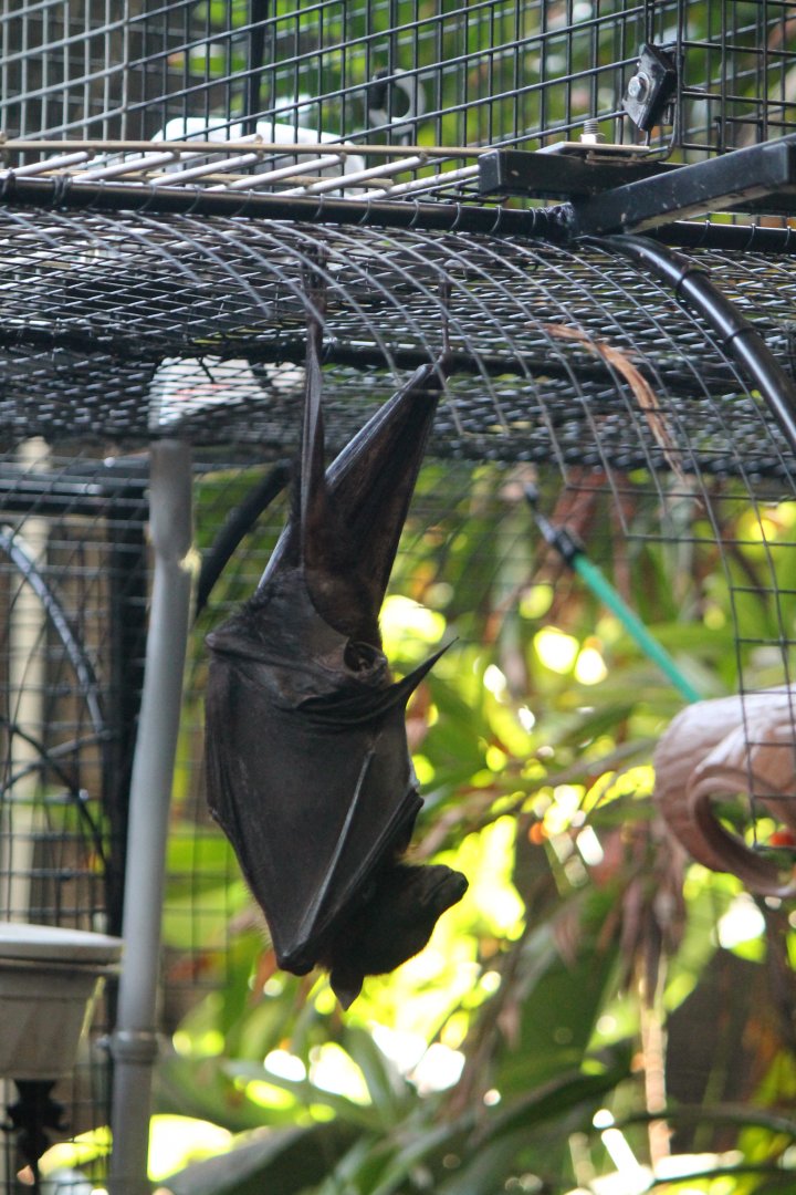 Indian Fruit Bat