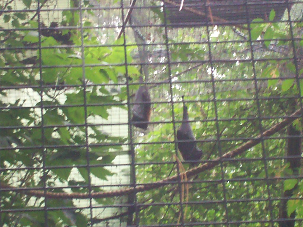 Indian Fruit Bats at the Peterborough Zoo