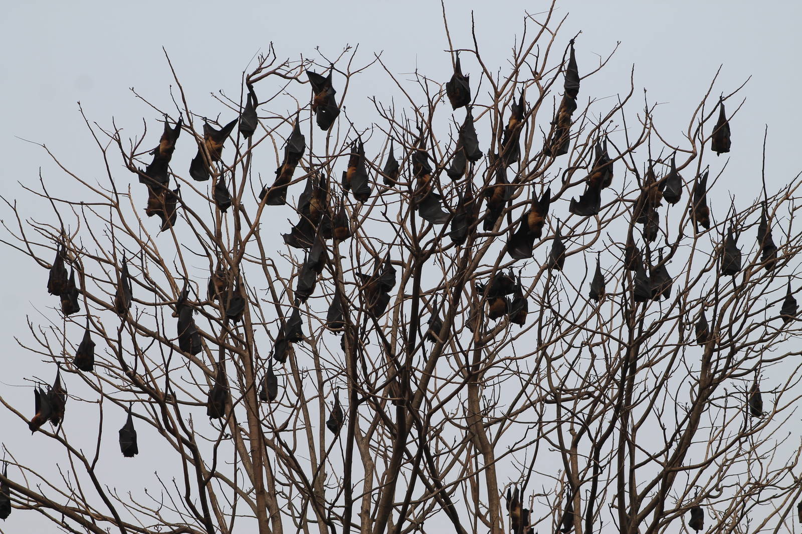 Indian fruit bats (Pteropus giganteus)