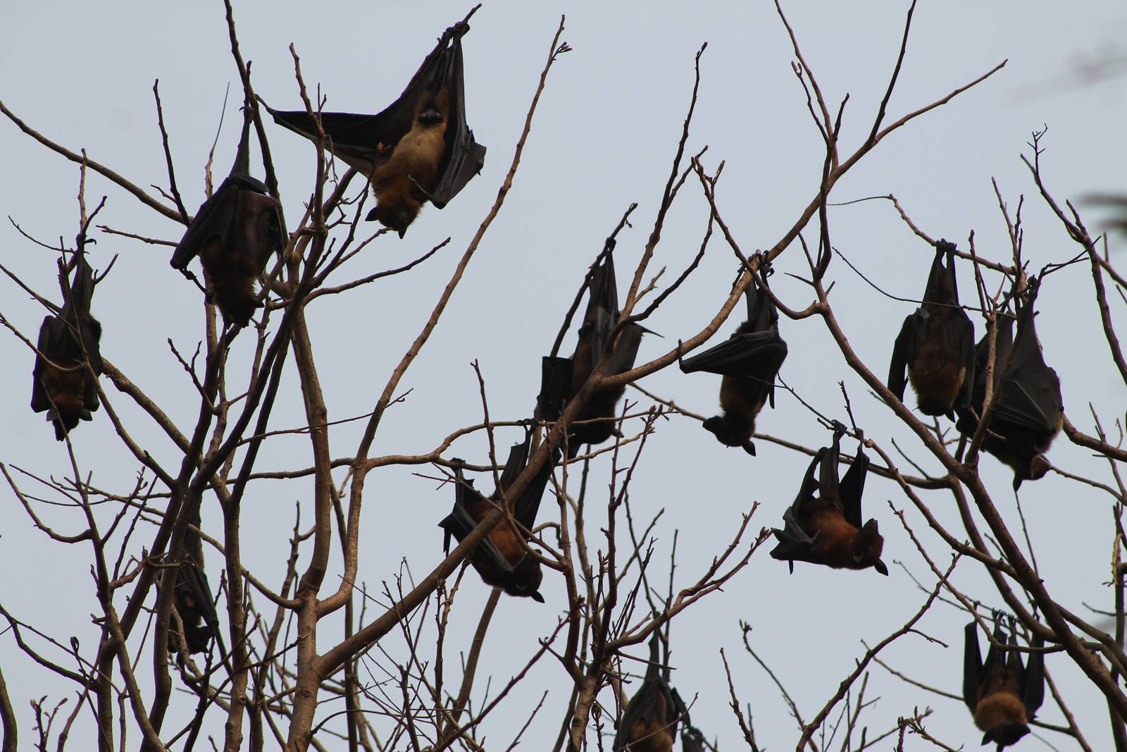 Indian fruit bats (Pteropus giganteus)