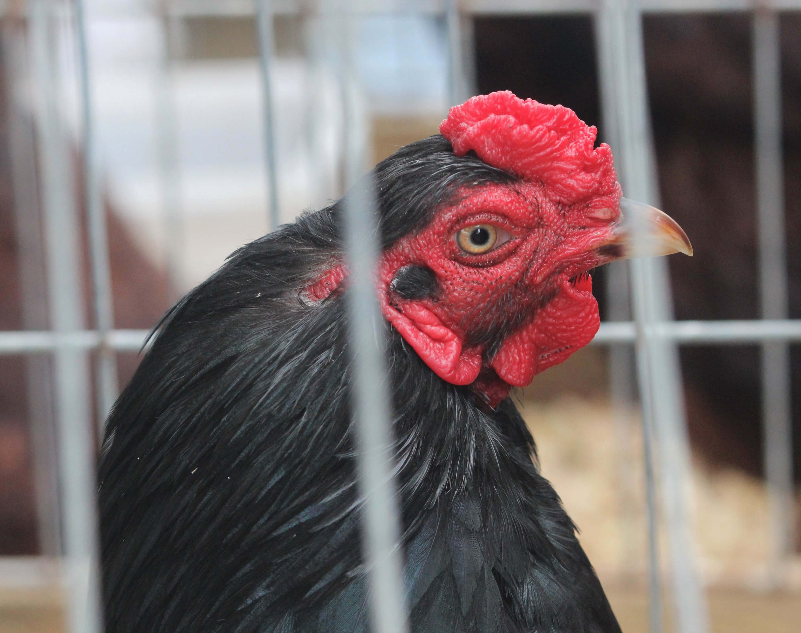 Indian Game rooster, Horowhenua AP&I Show 2022