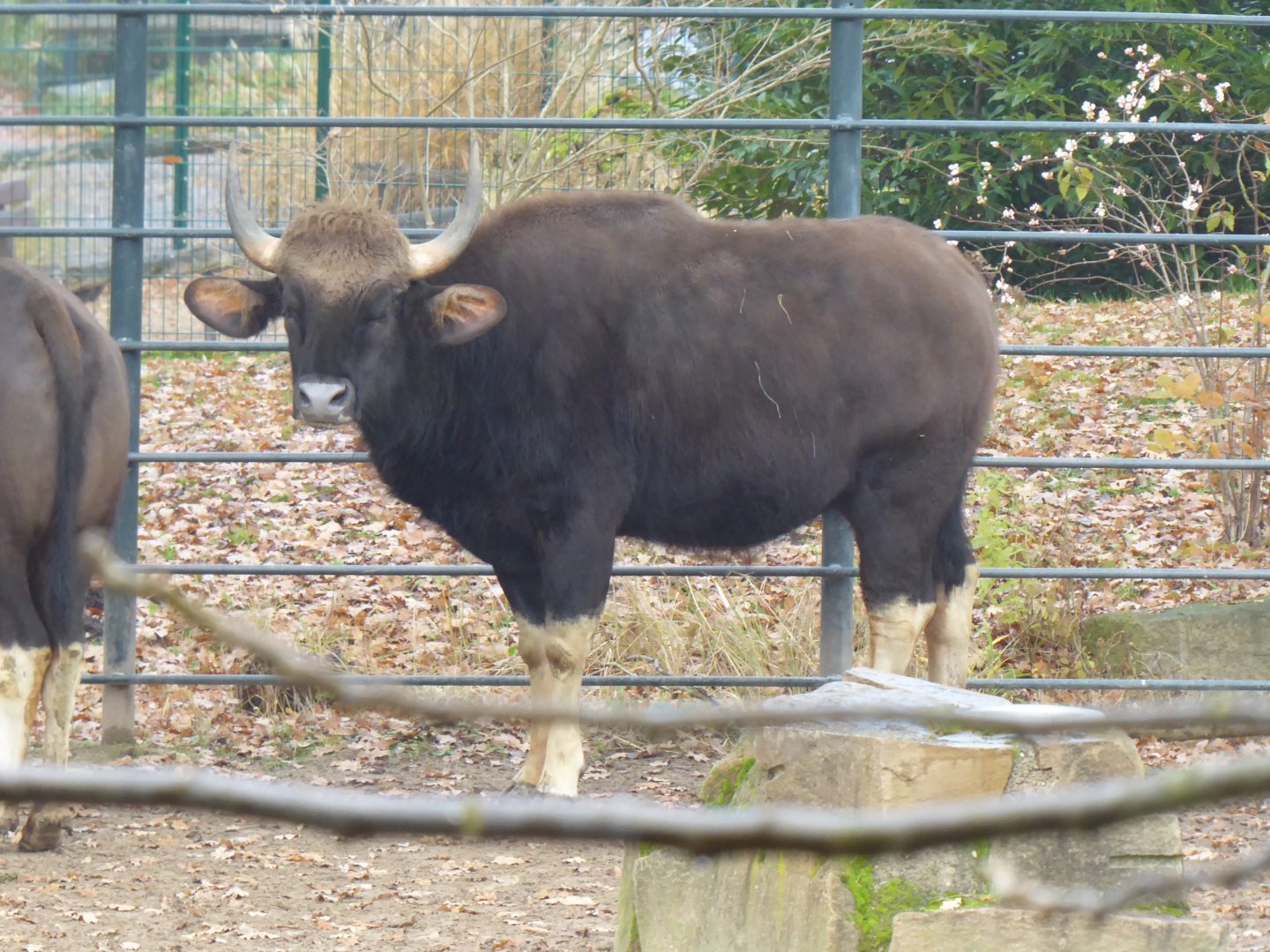 Indian gaur 021219