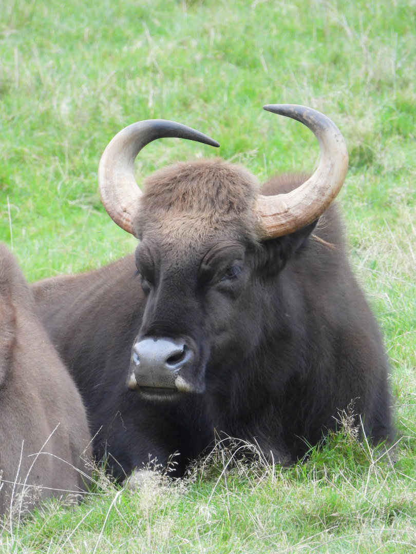 Indian Gaur- 2nd October 2023