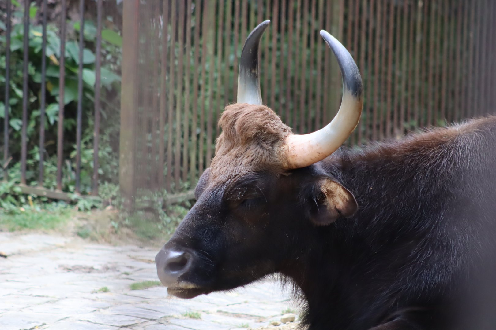 Indian Gaur - 6th July 2024
