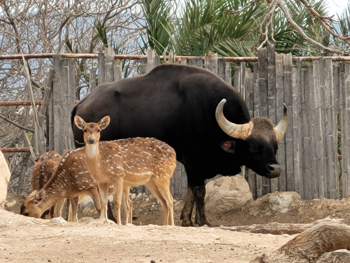 Indian gaur and Axis -TerraNatura Benidorm (2022)