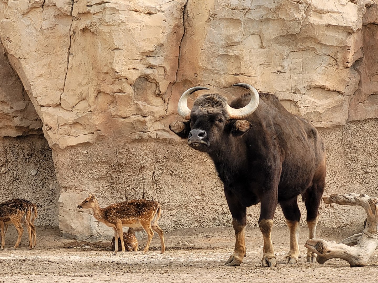 Indian gaur and Axis -TerraNatura Benidorm (2022)