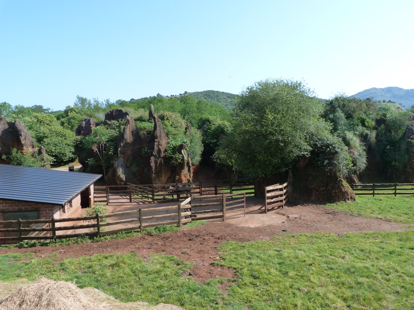 Indian gaur and Bactrian camel housing and exhibits -Parque de la Naturaleza de Cabárceno (2025)