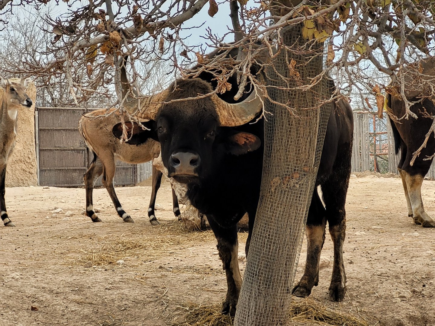 Indian gaur and Nilgai -TerraNatura Benidorm (2022)