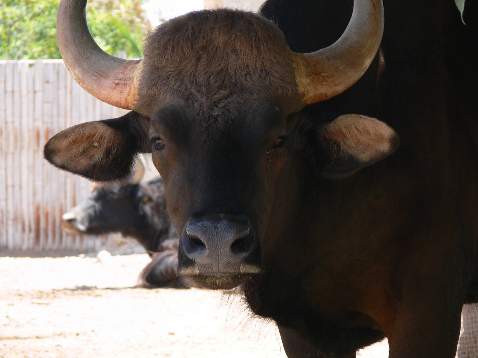 Indian Gaur at Terra Natura, 03/08/14