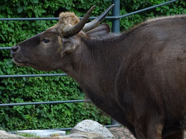 Indian gaur (Bos gaurus gaurus) (07/22)