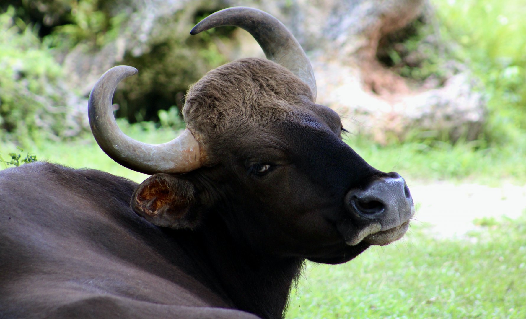 Indian Gaur (Bos gaurus gaurus) female - "Kali"