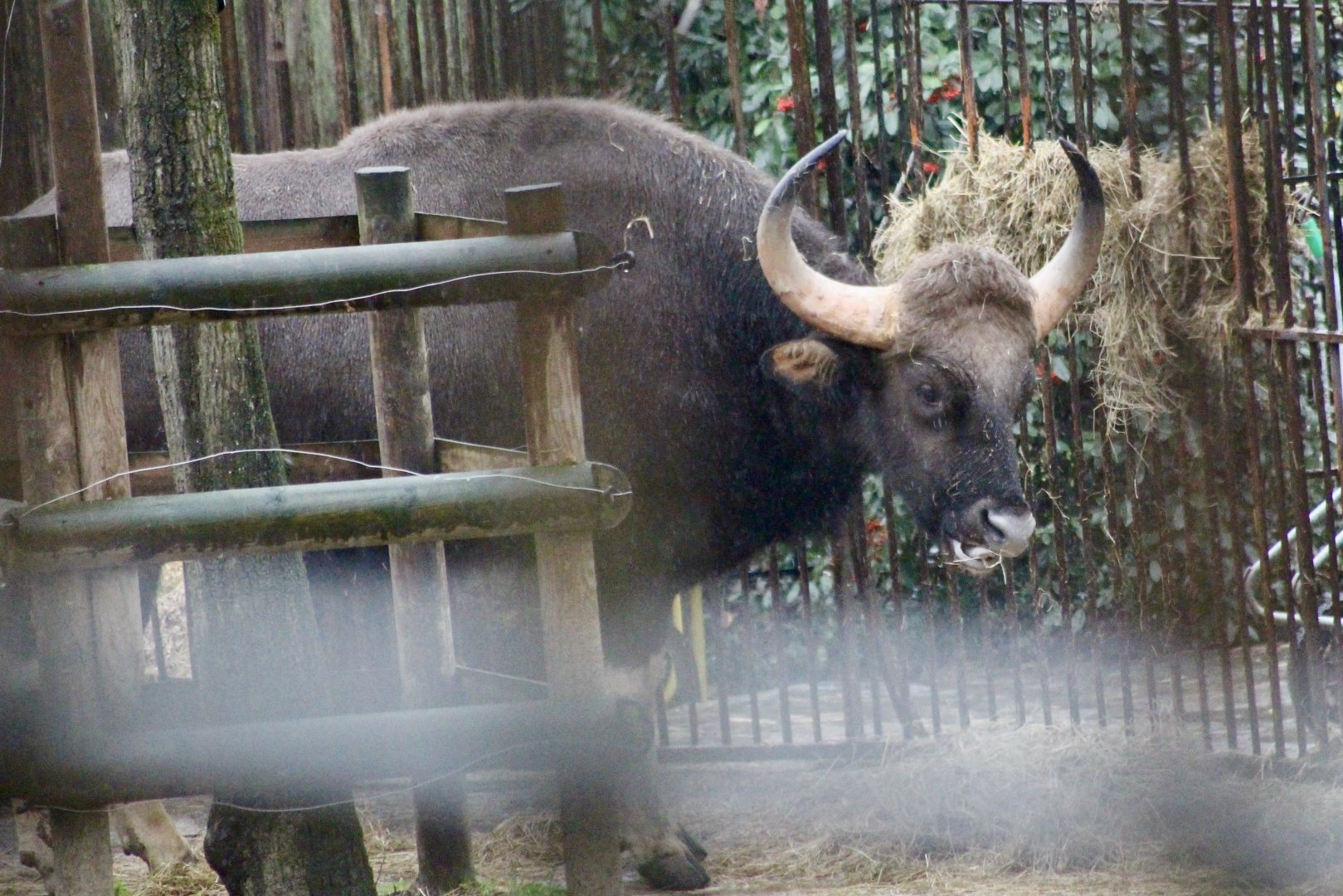 Indian gaur (Bos gaurus gaurus) - January 2025