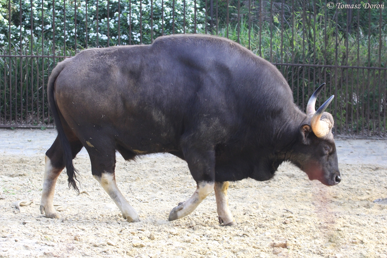 Indian Gaur (Bos gaurus gaurus), male, April 2015