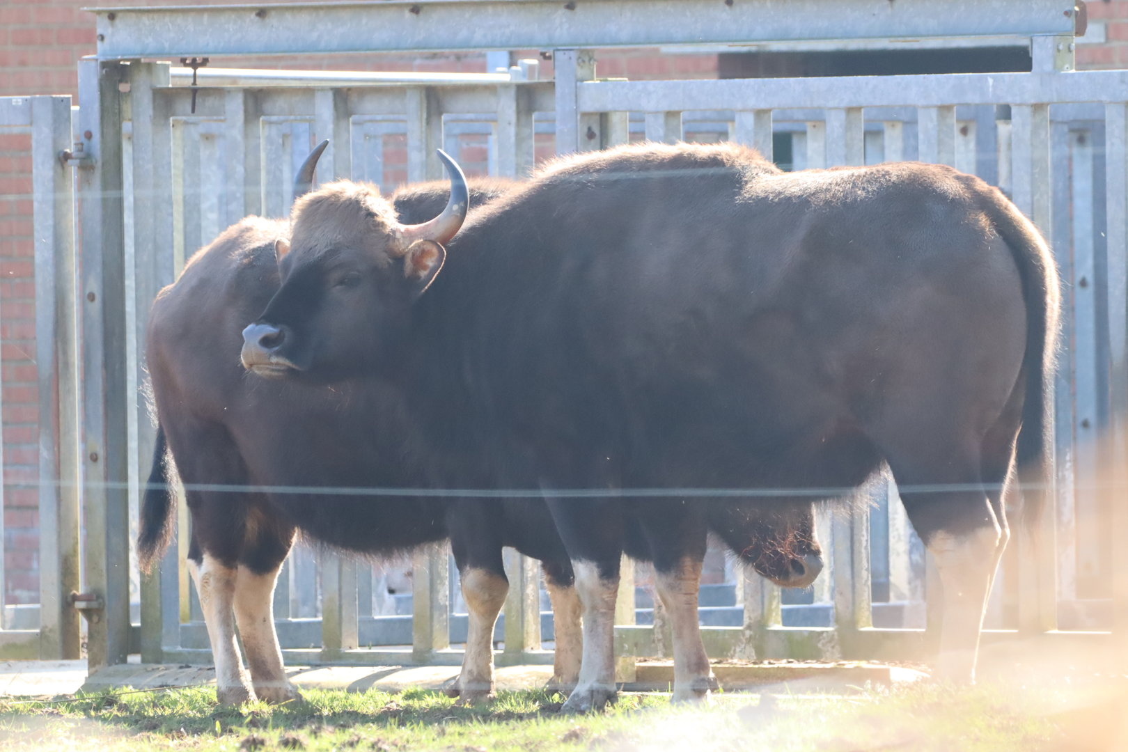 Indian Gaur (Bos gaurus gaurus)