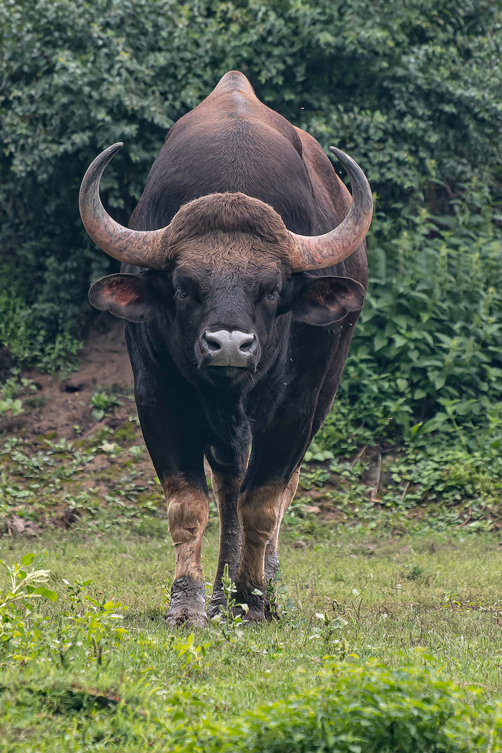 Indian gaur (Bos gaurus gaurus)