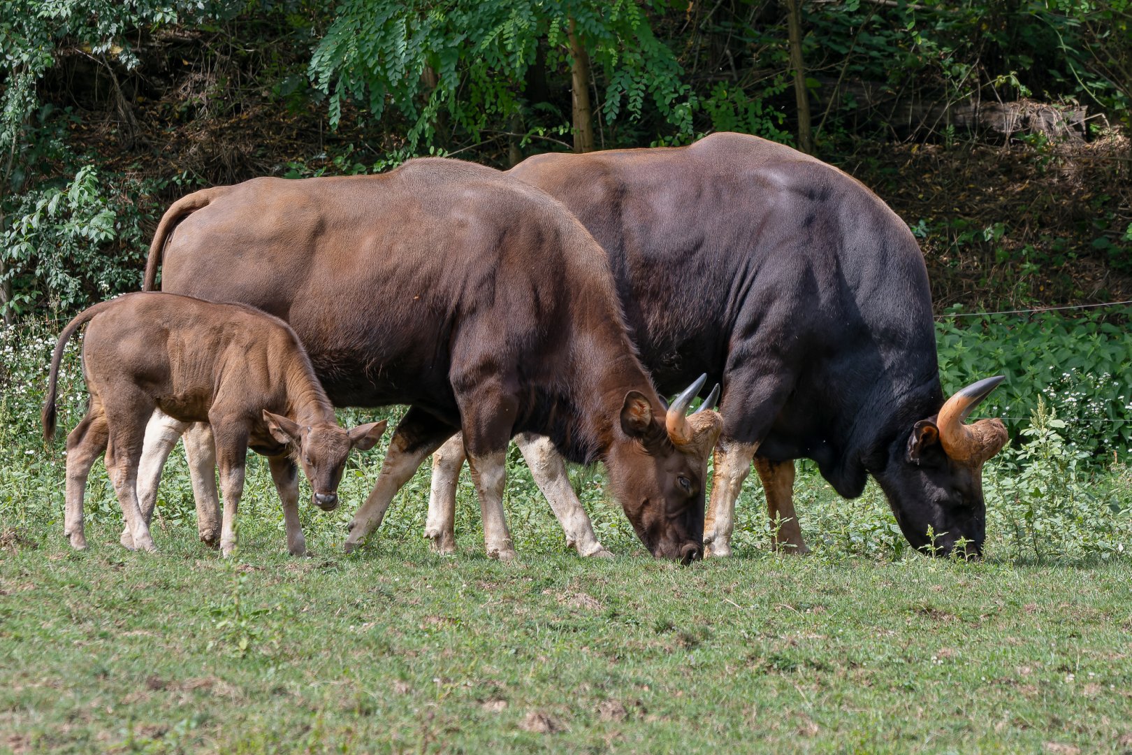 Indian gaur (Bos gaurus gaurus)
